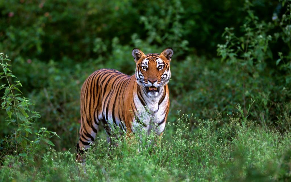 Evolve Back Kabini Begūr Extérieur photo